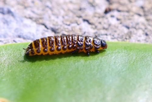 Réf. 185 895 : Galerucella nymphaeae